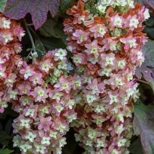 Pink Oakleaf Hydrangea Live Plant - Soft Pink Flowers, 6-12