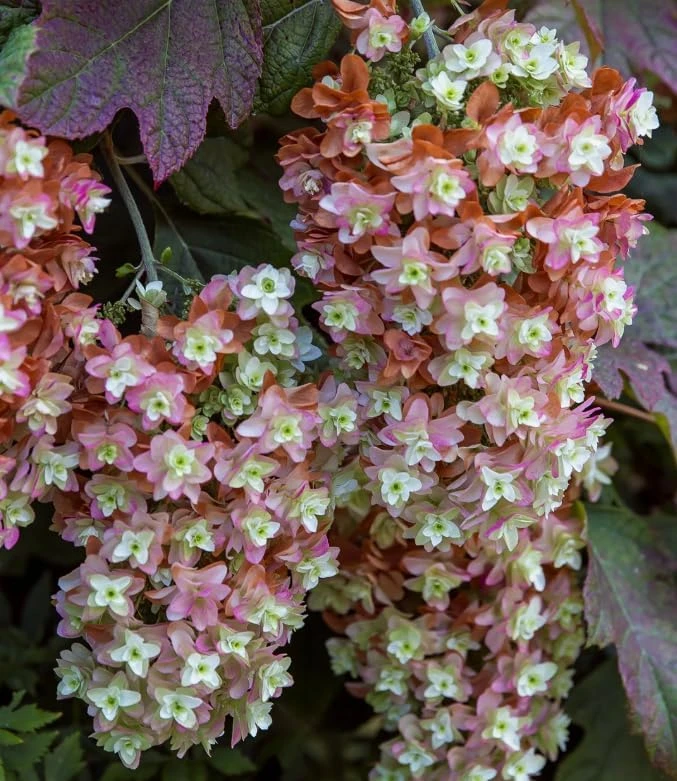 Pink Oakleaf Hydrangea Live Plant - Soft Pink Flowers, 6-12" Tall, 4" Pot - Image 5