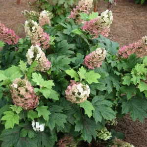 Pink Oakleaf Hydrangea Live Plant - Soft Pink Flowers, 6-12