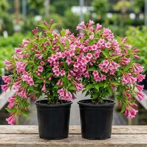 Pink Weigela Live Plant, Reblooming Shrub, 2-Pack, 6-12 Inch Tall, 4 Inch Pot, Outdoor - Image 2