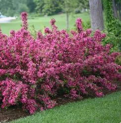 Pink Weigela Live Plant – Reblooming Shrub 6-12 Inch Tall, 4 Inch Pot Outdoor - Image 2