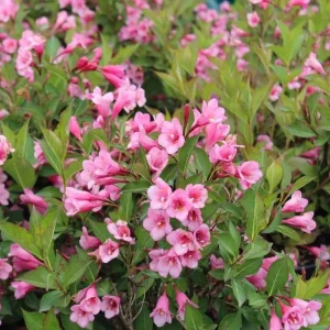 Pink Weigela Live Plant – Reblooming Shrub 6-12 Inch Tall, 4 Inch Pot Outdoor - Image 3