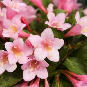 Pink Weigela Live Plant – Reblooming Shrub 6-12 Inch Tall, 4 Inch Pot Outdoor - Image 4