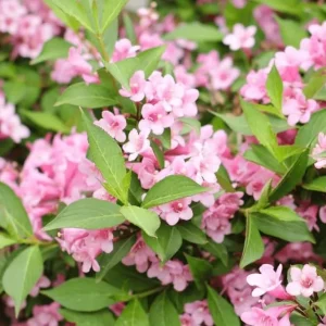 Pink Weigela Live Plant – Reblooming Shrub 6-12 Inch Tall, 4 Inch Pot Outdoor - Image 5
