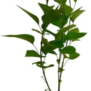 Purple Lilac Live Plant 6-12
