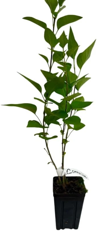 Purple Lilac Live Plant 6-12" Tall – Old Fashioned Reblooming Syringa Bush - Image 3