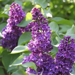Purple Lilac Live Plant 6-12