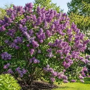 Purple Lilac Live Plant – Old Fashioned Cold Hardy Bush – 14-18 Inches Tall – Outdoor Shrub - Image 3