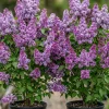 Purple Lilac Live Plants - 2 Pack, 6-12" Tall Potted Bushes, Outdoor Reblooming - Image 1