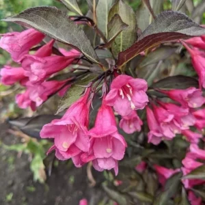 Reblooming Pink Weigela Shrub Live Plant, Hardy Flowering Bush, 6-12 Inch Tall in Quart Pot, Outdoor - Image 2