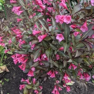 Reblooming Pink Weigela Shrub Live Plant, Hardy Flowering Bush, 6-12 Inch Tall in Quart Pot, Outdoor - Image 3