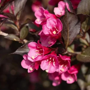 Reblooming Pink Weigela Shrub Live Plant, Hardy Flowering Bush, 6-12 Inch Tall in Quart Pot, Outdoor - Image 4