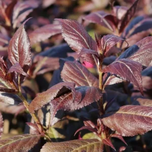 Reblooming Pink Weigela Shrub Live Plant, Hardy Flowering Bush, 6-12 Inch Tall in Quart Pot, Outdoor - Image 5