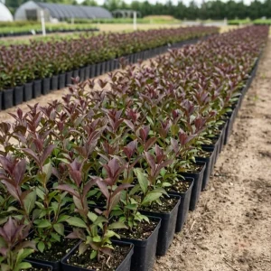 Reblooming Pink Weigela Shrub Live Plant, Hardy Flowering Bush, 6-12 Inch Tall in Quart Pot, Outdoor - Image 6
