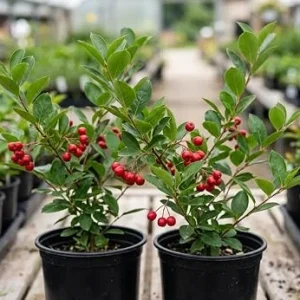 Red Chokeberry Live Plants - Pack of 2, 8-12 Inch Tall, 4 Inch Pots, Outdoor - Image 1