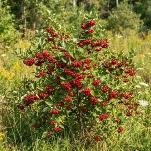 Red Chokeberry Live Plants - Pack of 3 Shrubs, 8-12 Inch Tall, 4 Inch Pots, Outdoor - Image 6
