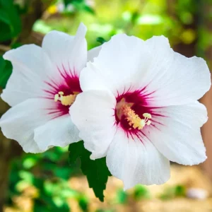 Red Heart Rose of Sharon Live Plant – White Hibiscus Syriacus Shrub, 8-12 Inch Tall, Quart Pot, Outdoor - Image 2