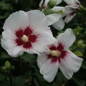 Red Heart Rose of Sharon Live Plant – White Hibiscus Syriacus Shrub, 8-12 Inch Tall, Quart Pot, Outdoor - Image 3