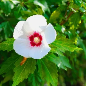Red Heart Rose of Sharon Live Plant – White Hibiscus Syriacus Shrub, 8-12 Inch Tall, Quart Pot, Outdoor - Image 4