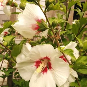 Red Heart Rose of Sharon Live Plant – White Hibiscus Syriacus Shrub, 8-12 Inch Tall, Quart Pot, Outdoor - Image 5