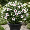 Red Heart Rose of Sharon Live Plant – White Hibiscus Syriacus Shrub, 8-12 Inch Tall, Quart Pot, Outdoor - Image 1