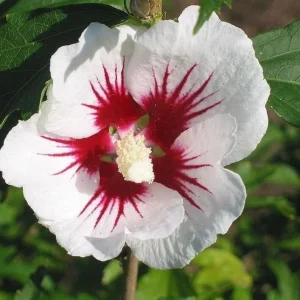 Red Heart Rose of Sharon Live Plant – White Hibiscus Syriacus Shrub, 8-12 Inch Tall, Quart Pot, Outdoor - Image 6