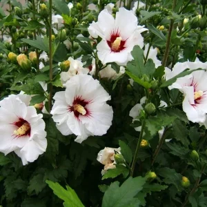 Red Heart Rose of Sharon Live Plant – White Hibiscus Syriacus Shrub, 8-12 Inch Tall, Quart Pot, Outdoor - Image 7