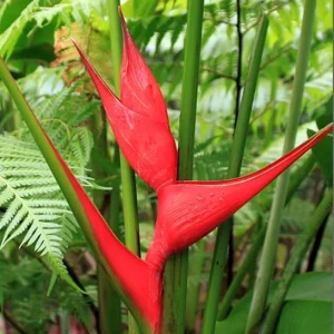 Red Heliconia Rhizomes - Pack of 2 Bare Root Tropical Plants, 6-8 Inches Long - Image 7