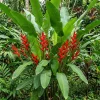 Red Heliconia Rhizomes Pack of 2 - Tropical Bird of Paradise Bare Root, 6-8 Inches Long - Image 1