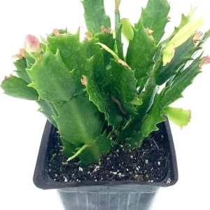 Red Holiday Cactus Live Plant - 4 inch Schlumbergera - Rooted Indoor Succulent - Image 1