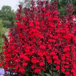 Red Lobelia Bare Roots - 5 Pack Cardinal Flower Live Plants, Vibrant Red, Outdoor - Image 1