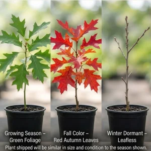 Red Oak Tree Live Plant 6-12 Inch Tall in 4 Inch Pot - Hardy Outdoor Shade Tree - Image 2
