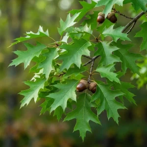 Red Oak Tree Live Plant 6-12 Inch Tall in 4 Inch Pot - Hardy Outdoor Shade Tree - Image 3