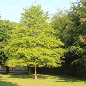 Red Oak Tree Live Plant 6-12 Inch Tall in 4 Inch Pot - Hardy Outdoor Shade Tree - Image 8