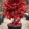 Red Oak Tree Live Plant 6-12 Inch Tall in 4 Inch Pot - Hardy Shade Tree Outdoor - Image 1