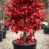 Red Oak Tree Live Plant 6-12 Inch Tall in 4 Inch Pot - Hardy Outdoor Shade Tree - Image 1