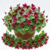 Red Trillium Bulbs for Planting – 10 Pack Wood Lily Flowers for Partial Shade - Image 1
