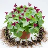 Red Trillium Bulbs - Pack of 5 Wood Lily Tubers for Partial Shade - Image 1