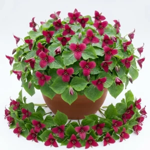 Red Trillium Bulbs – Wood Lily Flowers for Partial Shade – Pack of 10 - Image 1