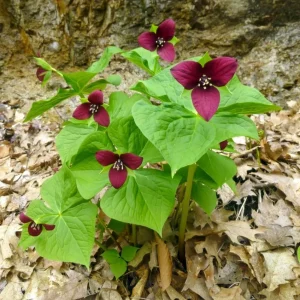 Red Trillium Bulbs – Wood Lily Flowers for Partial Shade – Pack of 10 - Image 5