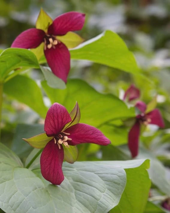 Red Trillium Bulbs – Wood Lily Flowers for Partial Shade – Pack of 10 - Image 6