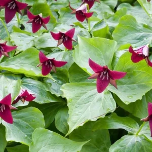 Red Trillium Bulbs – Wood Lily Flowers for Partial Shade – Pack of 10 - Image 7