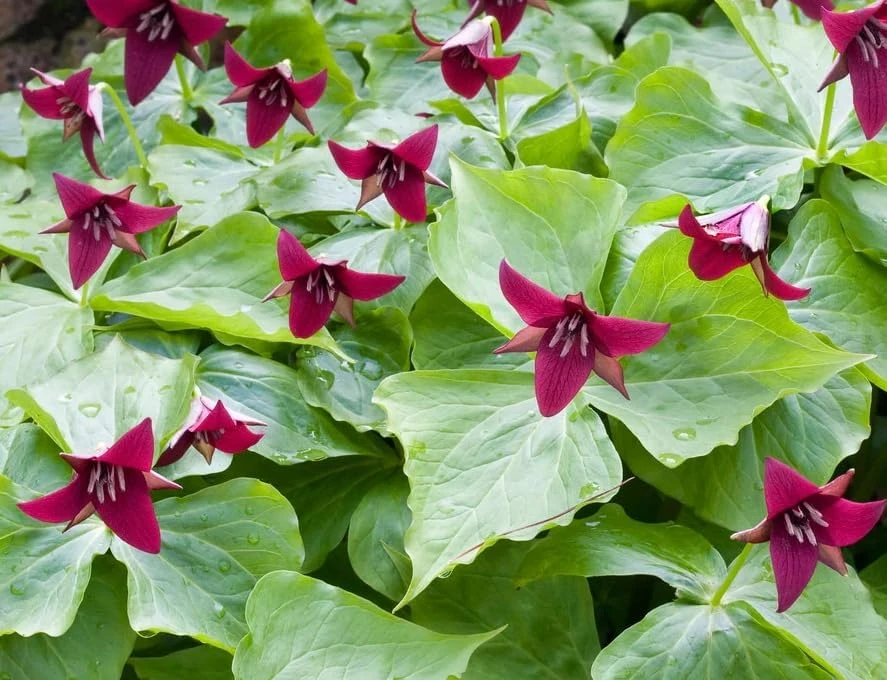 Red Trillium Bulbs – Wood Lily Flowers for Partial Shade – Pack of 10 - Image 7