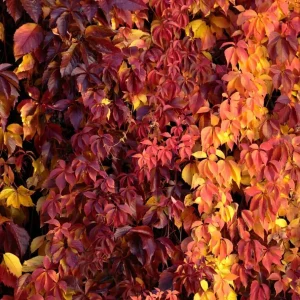 Red Virginia Creeper Vine Live Plants - Pack of 2, 5-7 inches Tall, Bare Root Outdoor Climber - Image 2