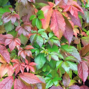 Red Virginia Creeper Vine Live Plants - Pack of 2, 5-7 inches Tall, Bare Root Outdoor Climber - Image 3