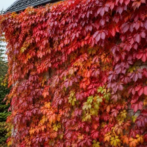 Red Virginia Creeper Vine Live Plants - Pack of 2, 5-7 inches Tall, Bare Root Outdoor Climber - Image 1