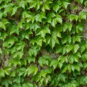 Red Virginia Creeper Vine Live Plants - Pack of 2, 5-7 inches Tall, Bare Root Outdoor Climber - Image 5