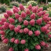 Ruby Slippers Oakleaf Hydrangea Tree Live Plant, 6-12" Tall, 4" Pot, Outdoor Shrub - Image 1