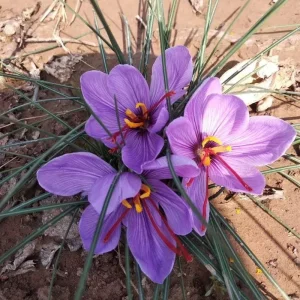 Saffron Crocus Bulbs (Crocus sativus) - 5 Pack - Grow Your Own Spice - Image 2