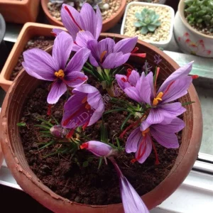 Saffron Crocus Bulbs (Crocus sativus) - 5 Pack - Grow Your Own Spice - Image 3
